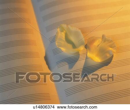 Picture - Flower petals on the musical score, Close Up, High Angle View. Fotosearch
