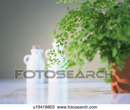 Stock Image - Plant and pots, Close Up, Differential Focus. Fotosearch