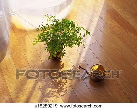 Stock Photo - Plant and watering can on the floor, High Angle View. Fotosearch