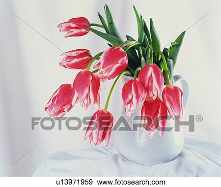 Tulips in a vase, Close Up, High Angle View View Large Photo Image Stock Photo - Tulips in a vase, Close Up, High Angle View. Fotosearch