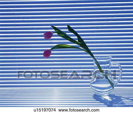 Tulips in the vase, Close Up View Large Photo Image Picture - Tulips in the vase, Close Up. Fotosearch