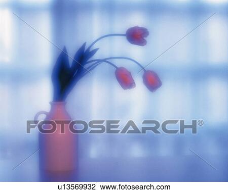 Tulips in the vase, Close Up, Soft Focus View Large Photo Image Stock Image - Tulips in the vase, Close Up, Soft Focus. Fotosearch