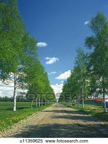a Gravel Path With Several Trees On the Side Under a Blue Sky, Front View View Large Photo Image Stock Photography - a Gravel Path With Several Trees On the Side Under a Blue Sky, Front View. Fotosearch