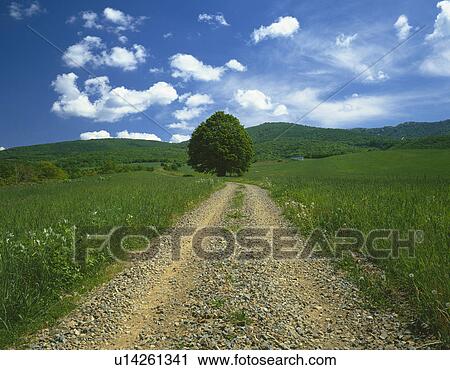 Stock Image -  a Little Gravel Path, Surrounded By a Huge Field of Grass Under a Blue Sky, Front View. Fotosearch