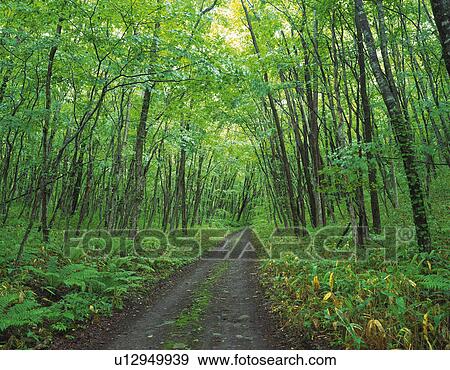 a Little Path Surrounded By a Forest With Light Green Trees and Bushes View Large Photo Image Stock Photo - a Little Path Surrounded By a Forest With Light Green Trees and Bushes. Fotosearch