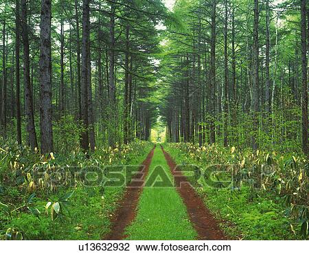 Stock Image -  a Little Pathway in the Middle of a Forest With a Lot of Trees on the Sides, Front View. Fotosearch