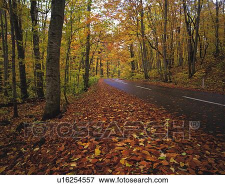 a Road In the Middle of a Forest With Autumn-colored Leaves, Side View, Japan View Large Photo Image Stock Photo - a Road In the Middle of a Forest With Autumn-colored Leaves, Side View, Japan. Fotosearch