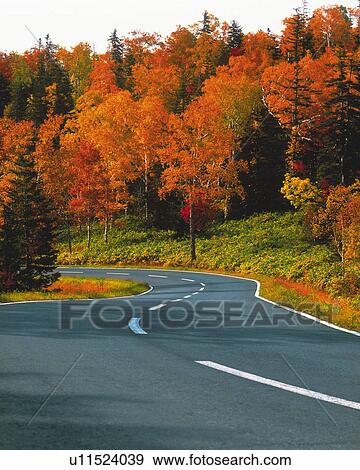 Stock Photo -  a Road, Surrounded By Several Autumn-colored Trees, High Angle View, Hokkaido Prefecture, Japan. Fotosearch