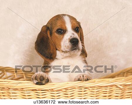 a Beagle Sitting in a Basket, Looking at Camera, Front View View Large Photo Image Stock Image - a Beagle Sitting in a Basket, Looking at Camera, Front View. Fotosearch