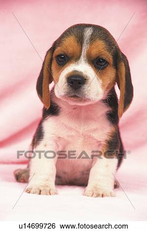 Stock Photograph -  a Beagle Sitting on a Pink Blanket, Looking at Camera, Front View, Differential Focus. Fotosearch