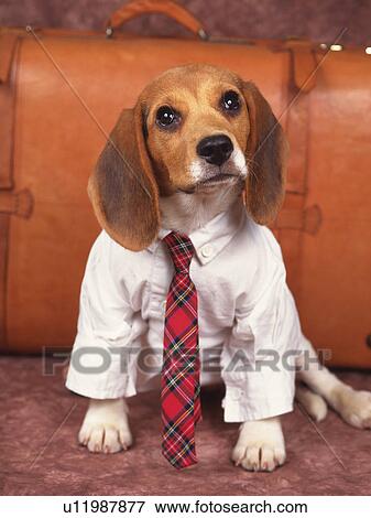 a Beagle Wearing a White Shirt and a Red Tie, Sitting In Front of a Brown Suitcase, Front View View Large Photo Image Stock Photo - a Beagle Wearing a White Shirt and a Red Tie, Sitting In Front of a Brown Suitcase, Front View. Fotosearch