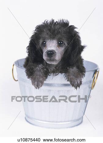Stock Image -  a Black Poodle Sitting in a Silvern Bucket Looking Sideways, Front View. Fotosearch