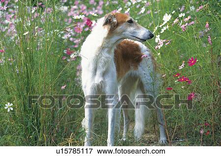 A Borzoi Standing in a Flower Field, Looking Sideways, Side View View Large Photo Image Stock Photo - A Borzoi Standing in a Flower Field, Looking Sideways, Side View. Fotosearch