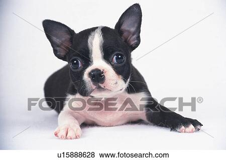 Stock Photo -  a Boston Terrier Lying on a White Floor, Looking at Camera, Front View. Fotosearch