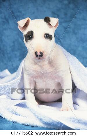 Stock Image -  a Bull Terrier Covered in a White Blanket, Looking at Camera. Fotosearch