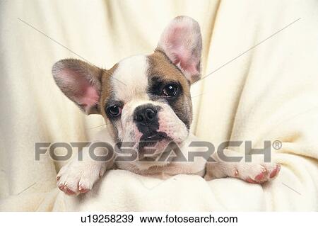 Stock Photo -  a Bulldog Covered in a White Blanket, Looking at Camera, Front View. Fotosearch