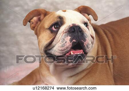 a Bulldog, Looking Up, Differential Focus, High Angle View View Large Photo Image Picture - a Bulldog, Looking Up, Differential Focus, High Angle View. Fotosearch