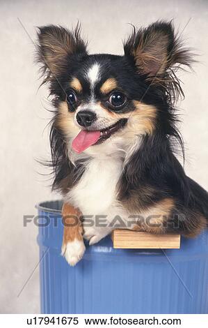 a Chihuahua Coming Out of a Blue Bucket, Looking at Camera, Front View View Large Photo Image Stock Photography - a Chihuahua Coming Out of a Blue Bucket, Looking at Camera, Front View. Fotosearch