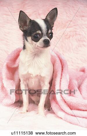 a Chihuahua, Covered in a Pink-colored Blanket, Looking Sideways, Front View View Large Photo Image Stock Photo - a Chihuahua, Covered in a Pink-colored Blanket, Looking Sideways, Front View. Fotosearch