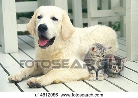 A Golden Retriever And Two American Shorthair Cats On A White