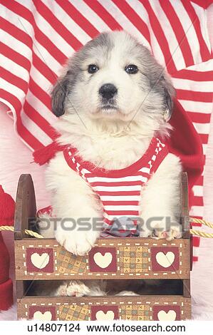 Picture -  a Great Pyrenees Dressed in a Red-colored Dog Suit, Sitting in a Wooden Basket, Looking Sideways, Front View. Fotosearch