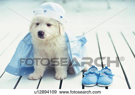 A Great Pyrenees, Wearing a Blue-colored Marine Outfit, Looking Sideways, Front View, Differential Focus View Large Photo Image Stock Photo - A Great Pyrenees, Wearing a Blue-colored Marine Outfit, Looking Sideways, Front View, Differential Focus. Fotosearch