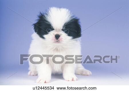 A Japanese Chin Sitting on a White Floor, Looking at Camera, Front View View Large Photo Image Picture - A Japanese Chin Sitting on a White Floor, Looking at Camera, Front View. Fotosearch