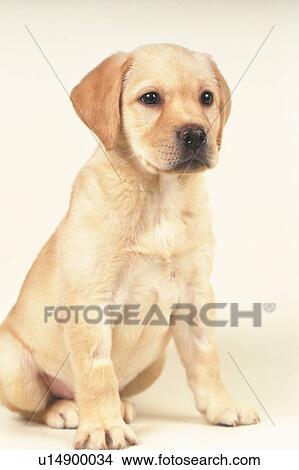 a Labrador Retriever Sitting on a White Floor, Looking Sideways, Side View View Large Photo Image Picture - a Labrador Retriever Sitting on a White Floor, Looking Sideways, Side View. Fotosearch