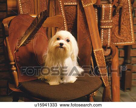 A Maltese Sitting on a Wooden Chair, Looking at Camera, High Angle View View Large Photo Image Stock Image - A Maltese Sitting on a Wooden Chair, Looking at Camera, High Angle View. Fotosearch