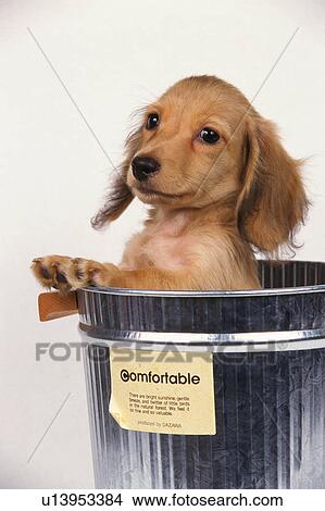 Picture -  a Miniature Dachshund Looking Out of a Silvern Bucket, Looking Sideways, Front View. Fotosearch