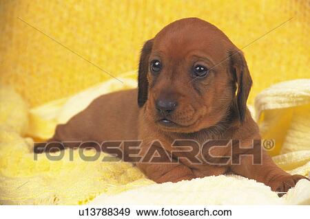 a Miniature Dachshund, Lying On Several Yellow Blankets, Looking Sideways, Front View View Large Photo Image Stock Photo - a Miniature Dachshund, Lying On Several Yellow Blankets, Looking Sideways, Front View. Fotosearch