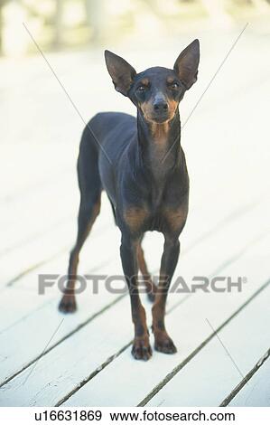a Miniature Pinscher Standing on a White Wooden Floor, Looking at Camera, Front View View Large Photo Image Stock Photo - a Miniature Pinscher Standing on a White Wooden Floor, Looking at Camera, Front View. Fotosearch