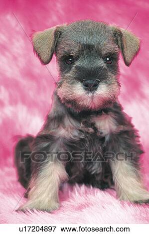 a Miniature Schnauzer Sitting on a Pink-colored Fluffy Carpet, Looking at Camera, Front View View Large Photo Image Stock Photo - a Miniature Schnauzer Sitting on a Pink-colored Fluffy Carpet, Looking at Camera, Front View. Fotosearch