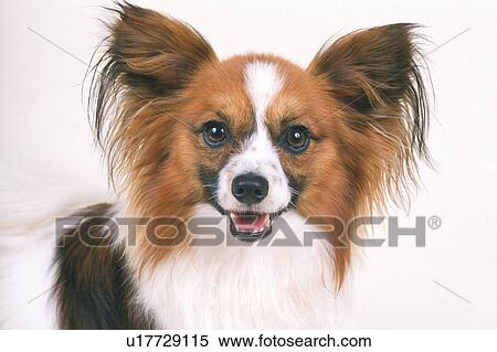 a Papillon, Looking at Camera, Front View View Large Photo Image Stock Photography - a Papillon, Looking at Camera, Front View. Fotosearch