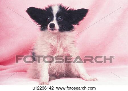 A Papillon Sitting on a Pink Carpet, Looking Sideways, Front View View Large Photo Image Stock Image - A Papillon Sitting on a Pink Carpet, Looking Sideways, Front View. Fotosearch