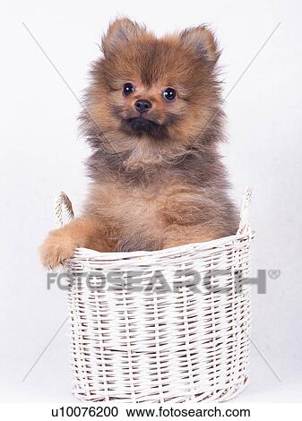 Stock Image -  a Pomeranian Sitting in a White Basket, Looking at Camera, Front View. Fotosearch
