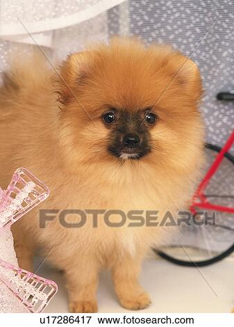 a Pomeranian, Surrounded By Several Objects, Looking at Camera, Front View, Differential Focus View Large Photo Image Stock Photo -  a Pomeranian, Surrounded By Several Objects, Looking at Camera, Front View, Differential Focus. Fotosearch