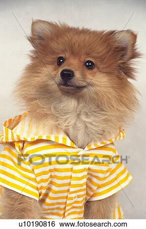 Stock Photograph -  a Pomeranian Wearing a Yellow Dog Suite, Looking Sideways, Front View. Fotosearch