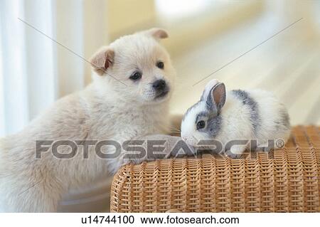 A Puppy and a Rabbit On a Wooden Basket, Looking at Camera, Side View, Differential Focus View Large Photo Image Stock Image - A Puppy and a Rabbit On a Wooden Basket, Looking at Camera, Side View, Differential Focus. Fotosearch