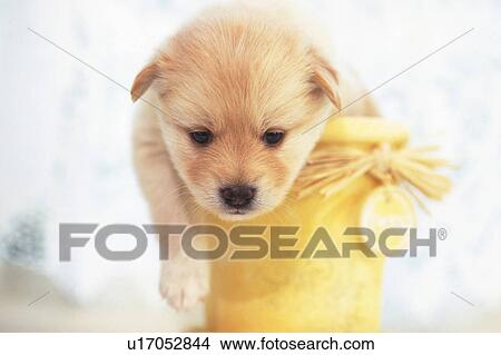 Picture -  a Puppy Coming Out of a Yellow Bucket, Looking Down, Front View, Soft Focus . Fotosearch