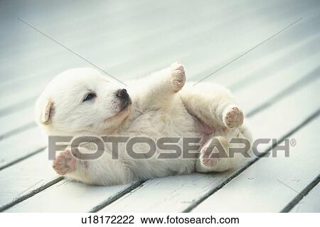A Puppy Lying on a White Wooden Floor, Side View, Differential Focus View Large Photo Image Stock Image - A Puppy Lying on a White Wooden Floor, Side View, Differential Focus. Fotosearch