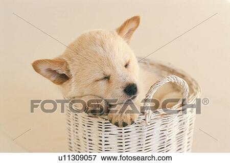 a Puppy, Sleeping in a White Basket, High Angle View View Large Photo Image Stock Photo - a Puppy, Sleeping in a White Basket, High Angle View. Fotosearch