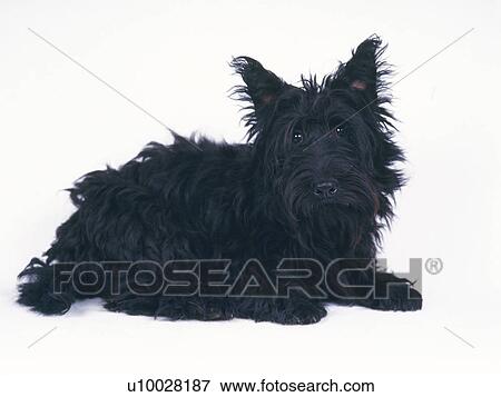A Scottish Terrier Lying on a White Floor, Looking at Camera, Side View View Large Photo Image Stock Photo - A Scottish Terrier Lying on a White Floor, Looking at Camera, Side View. Fotosearch