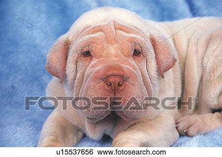 Stock Photograph -  a Shar Pei, Lying on a Blue Blanket, Looking at Camera, Front View. Fotosearch
