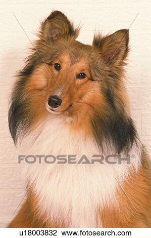 Stock Image -  a Shetland Sheepdog. Looking at Camera, Front View. Fotosearch