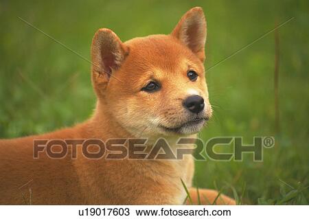 Stock Image -  a Shiba Inu Looking to The Side, Side View, Differential Focus. Fotosearch