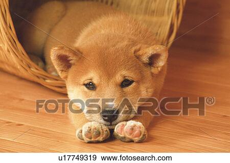 a Shiba Inu Lying in a Wooden Basket, Looking at Camera, High Angle View View Large Photo Image Stock Photo - a Shiba Inu Lying in a Wooden Basket, Looking at Camera, High Angle View. Fotosearch