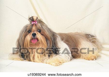 A Shih Tzu Lying on a White Blanket, Looking at Camera, Side View View Large Photo Image Picture - A Shih Tzu Lying on a White Blanket, Looking at Camera, Side View. Fotosearch