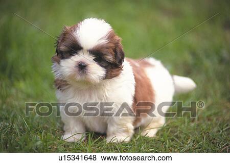 A Shih Tzu Standing on Grass, Front View, looking at Camera, Differential Focus View Large Photo Image Stock Photo - A Shih Tzu Standing on Grass, Front View, looking at Camera, Differential Focus. Fotosearch