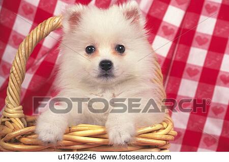 a Spitz Sitting in a Wooden Basket, Looking at Camera, Front View View Large Photo Image Stock Photograph - a Spitz Sitting in a Wooden Basket, Looking at Camera, Front View. Fotosearch